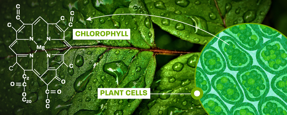 Chlorophyll-Cells-plant