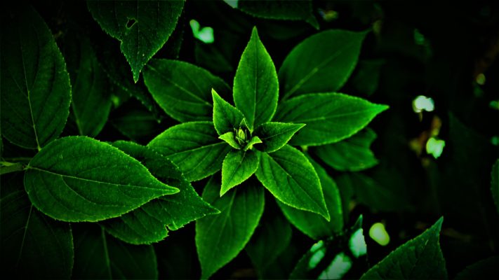 Chlorophyll green leaf